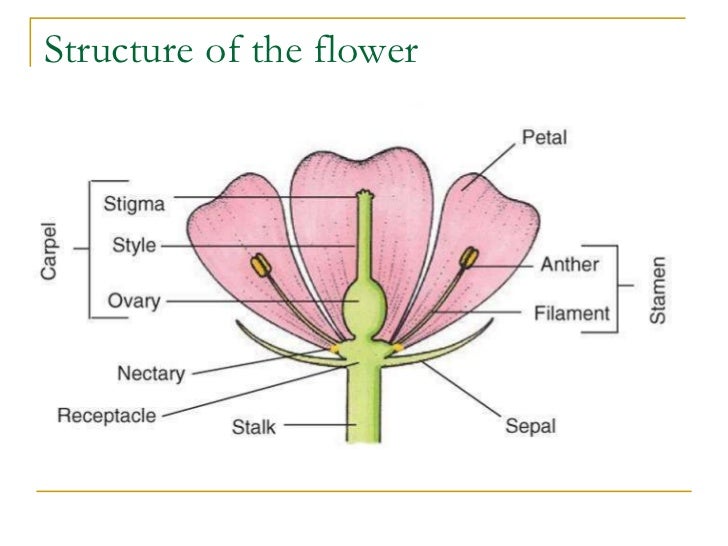 Describe sexual reproduction in plants photo 558